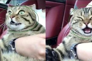 鏟屎官第一次帶貓咪坐車出去玩，貓咪嚇得臉都變形了：總有刁民想害朕啊～～～