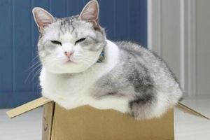 貓咪紙箱狂熱，無論大小都一定要鑽鑽鑽！貓咪：我不管，所有箱子只能是我一隻喵的！
