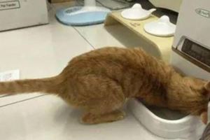 貓咪吃自動餵食越長越胖，直到鏟屎官提前回家，看到這幕後怒了