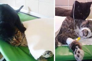 靈性黑貓病癒後留守收容所擔當護士，​擁抱撫慰其他住院的病患動物！網友：這貓咪不只療癒人
