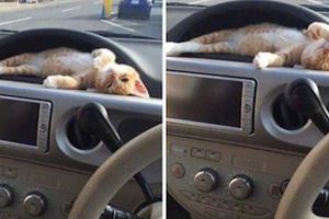 小橘貓最愛躺在汽車儀錶板賣萌，鏟屎官沒辦法只好每天都把貓咪一起帶出門