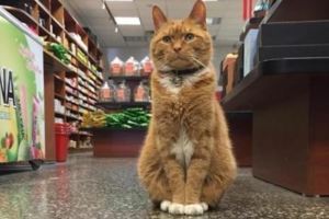 雜貨店老闆收養一隻貓咪，貓咪為老闆打工九年，成活體招財貓