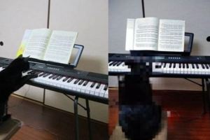 貓趁主人不在偷偷彈琴，被發現後一臉無辜