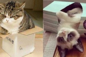 千百元的貓窩還不如8毛錢的紙盒？貓究竟為啥只愛鑽盒子