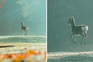 日本攝影師在奈良捕捉到「飄浮小鹿」，網友贊嘆之餘…立刻動手改圖！