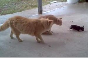 小奶狗被三隻貓咪盯上了，狗媽急忙跑過來叼走孩子!