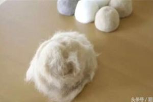 日本一對小夫妻養了3隻喵，不停地收集掉下來的貓毛，幾天後~