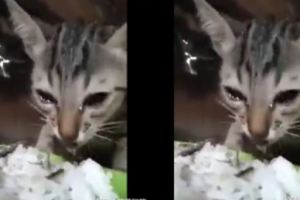 網友給流浪貓喂吃的，小貓咪邊吃邊哭，真讓人心疼