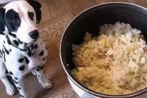 狗狗不能吃的十八種食物