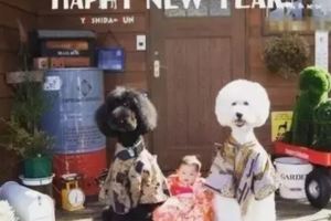 日本奶奶曬出兩只狗狗和孫女的日常，感動了100000+網友