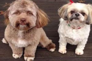 狗狗和人互換臉？眼睛真好像人，外國社交網站這張圖片驚到我了