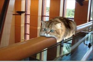 網友說他家有「龍貓的貓咪列車」，大家看到照片後都笑惹！