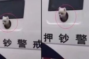 見多了搜救犬，緝毒犬，你見過運鈔犬嗎？就是咋感覺這麼不靠譜呢