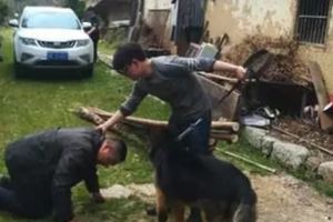 警犬找到墜崖老人，老人家屬竟激動得向它下跪！