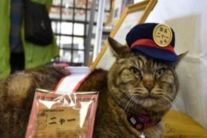 喵星人升職記：市長親自頒發任命書，從此又多了一位貓咪站長！