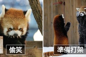 16張「把人變心心眼」的小熊貓全姿勢萌圖　從今天開始加入後援會啦❤　