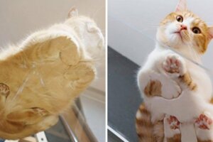 粉紅肉球＋臉頰肉擠成一團　20張「最軟萌邪惡視角」的貓咪照片