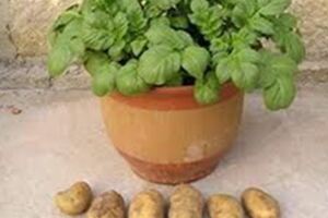 土豆渾身是寶，堪稱「地下蘋果」，這樣吃還能降血糖和降血壓！種植盆栽土豆