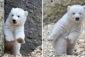 3月大北極熊寶寶「第一次粉絲見面會」萌翻了　出場狂拋媚眼：大家豪～