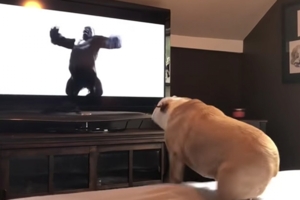 鬥牛犬超認真在看《金剛》　「英雄救美」瞬間牠竟然跳起來歡呼