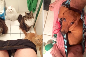 上廁所時永遠很熱鬧　26張證明「寵物絕不放讓你無聊」的生活驚喜照