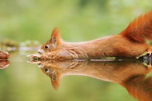 松鼠的內心戲超多　30張成功拍到「最搞笑一面」的野生動物照片