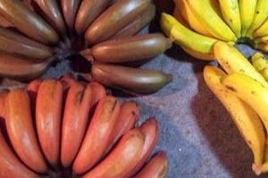 世上「最稀有」的5種水果，很多人沒見過，你見過幾種呢？