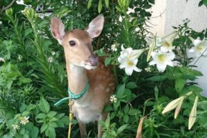 桃園也有奈良鹿公園！　140頭小鹿餵牧草、喝ㄋㄟㄋㄟ超療癒❤