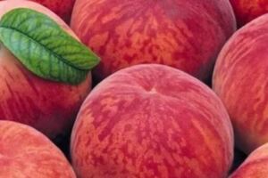 夏季吃桃子養人、補氣血，可桃子皮能吃嗎？吃桃子時別犯這些錯