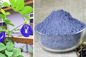 蝶豆（藍花）花茶：美容養顏，減脂抗發炎，功效強大