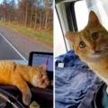 卡車司機救重創貓「變車友」　一出車跳副駕喵喵叫：不讓你打瞌睡！