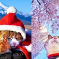 主人帶著兩隻貓咪，在日本旅行打卡1000多個目的地