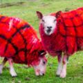 蘇格蘭羊長出「格子裙花紋」？　農場主噴完漆告訴美國遊客：牠們喝太多汽水了