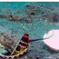 小章魚海底「垃圾杯」當成家　溫馨潛水員「化身房仲」幫牠找到新窩