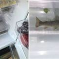 打開冰箱找東西吃...驚見老爸「在冰箱裡養魚」驕傲秀「蔬果抽屜水族箱」兒子大傻眼：這樣水果放哪啦