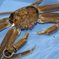 日本松葉蟹1隻拍賣達140萬台幣 「五輝星」再創紀錄