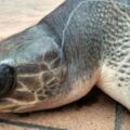 花蓮欖蠵龜嘴卡魚鉤 海巡救起送台大獸醫系接續治療