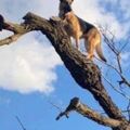 狗狗追貓卡在7米高樹上，消防員到場後看呆了：不可思議