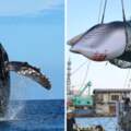 不捕鯨了！冰島捕鯨公司「宣佈暫停一年」　收起魚叉：以後也不再繼續