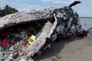 誰來守護海洋？巨大鯨魚「擱淺」在海灘　不忍直視嘴裡滿滿的垃圾