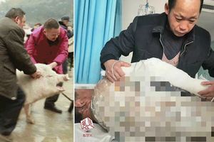 八十大壽殺豬慶賀老漢竟被掙扎的豬踢進開水鍋裡