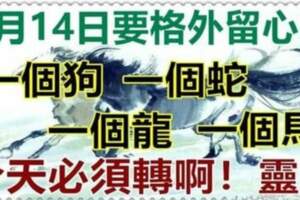 8月14日要格外留心了，一個狗，一個蛇，一個龍，一個馬必轉