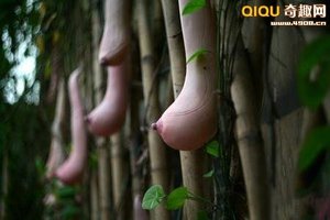 羞涩！越南乳瓜神似女性乳房 或将流向中国餐桌