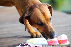 「木糖醇」對狗比巧克力更毒　一年3000隻家犬誤食喪命 