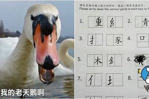  香港幼稚園作業考「中文拼字」難度超高打趴碩士 網友怒：是想玩死誰？