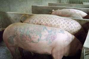 比利時藝術家為豬文身 豬皮賣50萬元天價