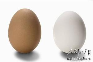 買雞蛋該選紅皮還是白皮呢