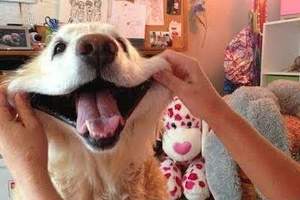 《萌萌系動物好笑動圖》KUSO人生的一瞬之光系列