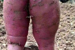 英国一农民看到挖出的红薯之后瞬间凌乱了