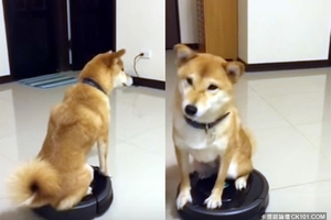 柴柴你要去哪？柴犬假裝淡定的路過～順便炫耀牠的「新坐騎」（圖+影）